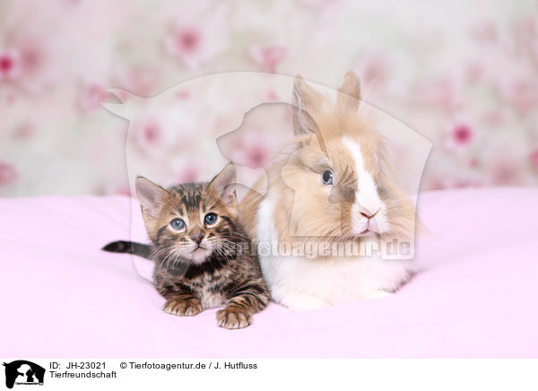 Tierfreundschaft / JH-23021