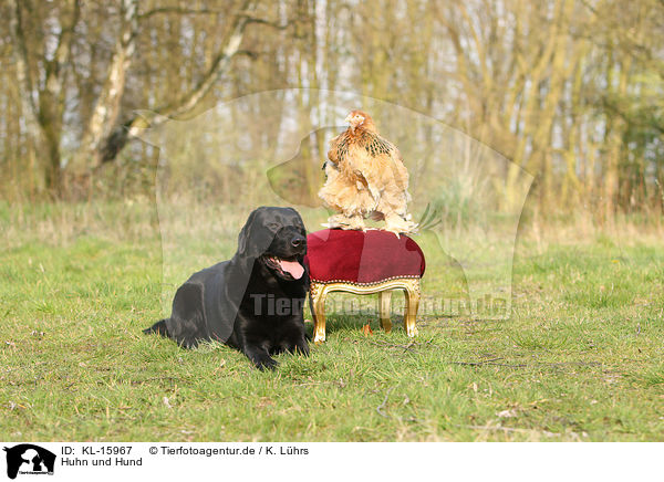 Huhn und Hund / chicken and dog / KL-15967