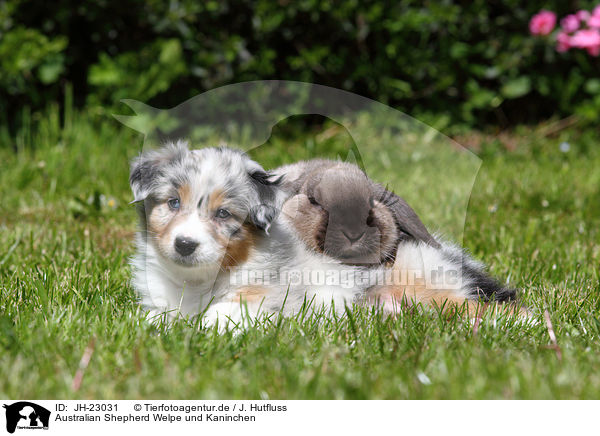 Australian Shepherd Welpe und Kaninchen / JH-23031
