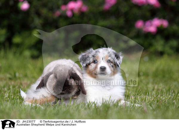 Australian Shepherd Welpe und Kaninchen / JH-23077