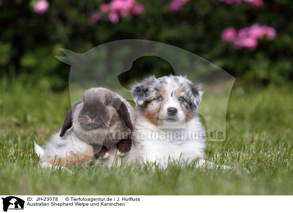 Australian Shepherd Welpe und Kaninchen / JH-23078