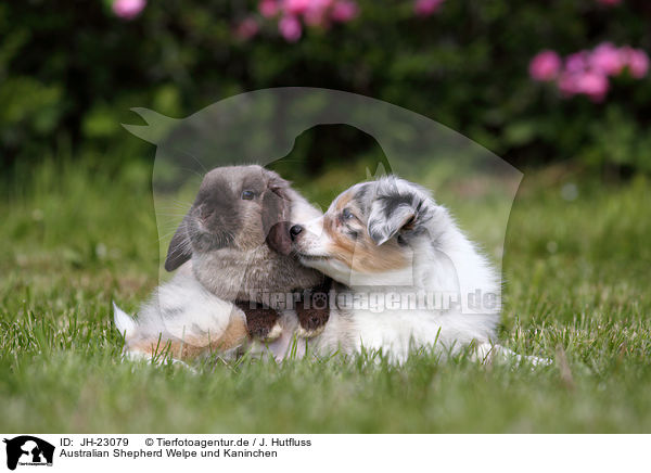 Australian Shepherd Welpe und Kaninchen / JH-23079