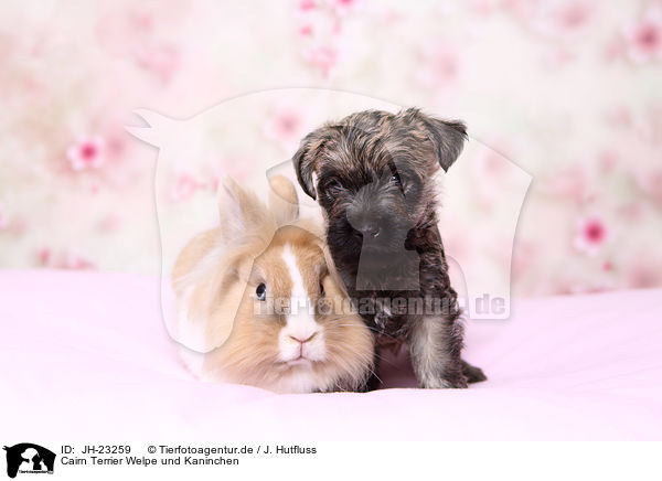 Cairn Terrier Welpe und Kaninchen / Cairn Terrier Puppy and rabbit / JH-23259