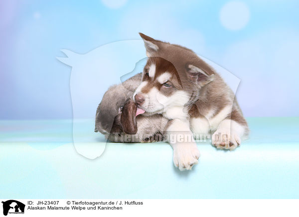 Alaskan Malamute Welpe und Kaninchen / Alaskan Malamute Puppy and rabbit / JH-23407