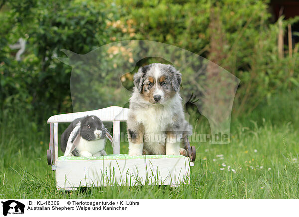 Australian Shepherd Welpe und Kaninchen / KL-16309