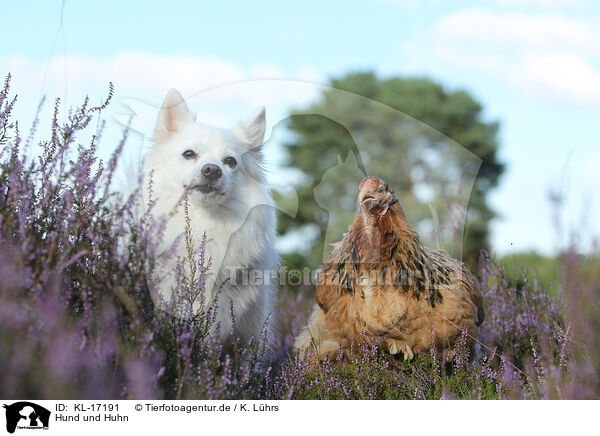 Hund und Huhn / dog and chicken / KL-17191