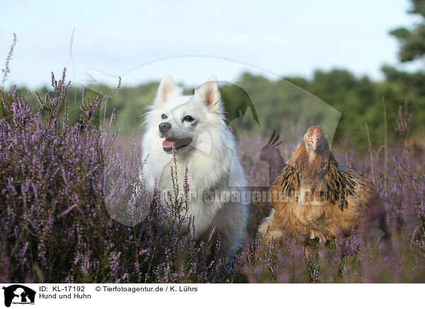 Hund und Huhn / dog and chicken / KL-17192