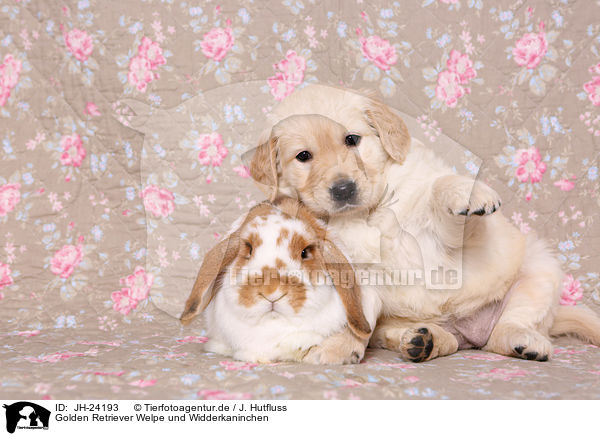 Golden Retriever Welpe und Widderkaninchen / JH-24193
