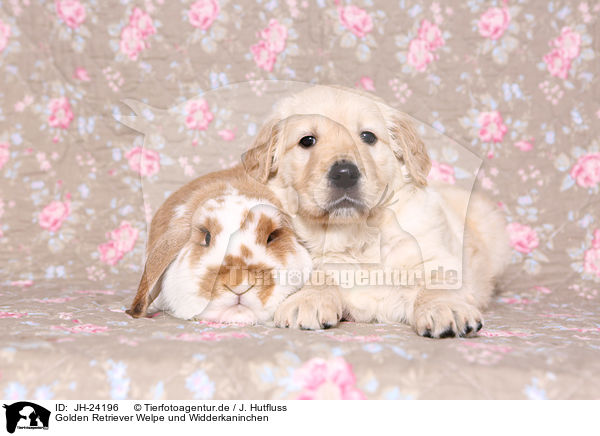 Golden Retriever Welpe und Widderkaninchen / Golden Retriever Puppy and floppy-eared rabbit / JH-24196
