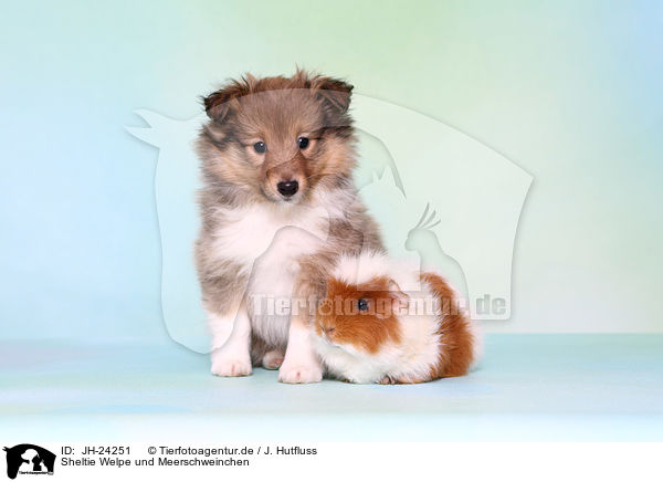 Sheltie Welpe und Meerschweinchen / Sheltie puppy and guinea pig / JH-24251