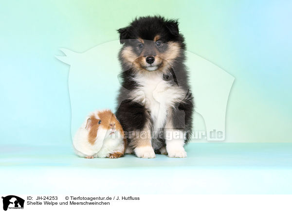 Sheltie Welpe und Meerschweinchen / JH-24253