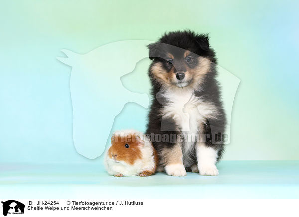 Sheltie Welpe und Meerschweinchen / JH-24254