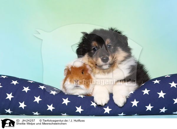 Sheltie Welpe und Meerschweinchen / JH-24257