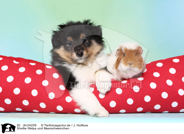 Sheltie Welpe und Meerschweinchen / JH-24259