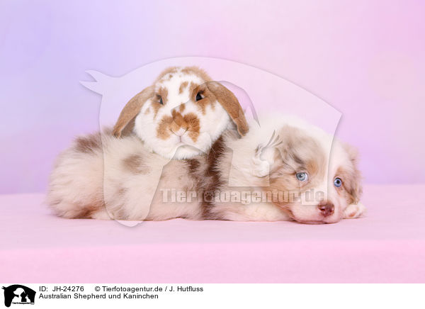 Australian Shepherd und Kaninchen / Australian Shepherd and rabbit / JH-24276