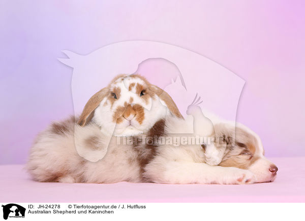 Australian Shepherd und Kaninchen / JH-24278