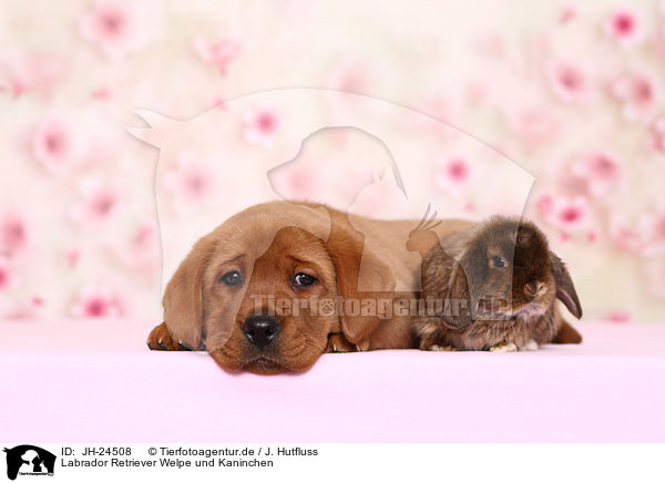 Labrador Retriever Welpe und Kaninchen / Labrador Retriever puppy and bunny / JH-24508