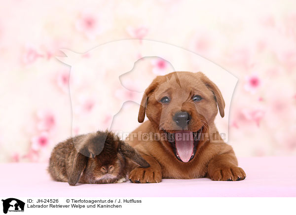 Labrador Retriever Welpe und Kaninchen / Labrador Retriever puppy and bunny / JH-24526