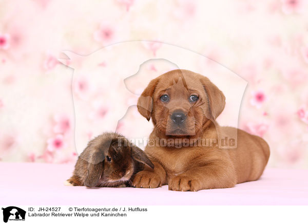 Labrador Retriever Welpe und Kaninchen / Labrador Retriever puppy and bunny / JH-24527