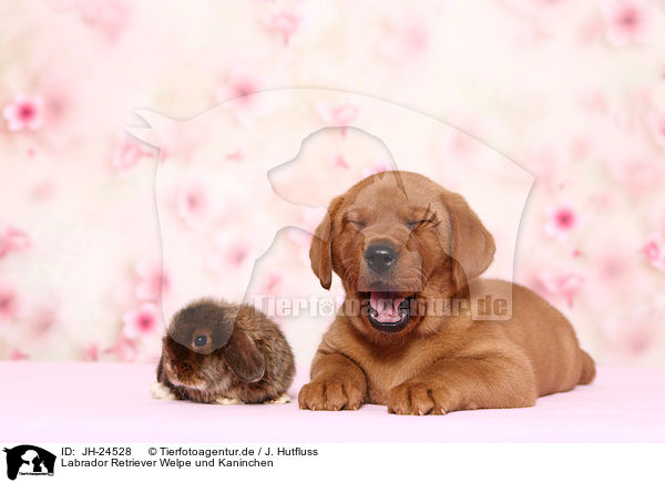 Labrador Retriever Welpe und Kaninchen / JH-24528