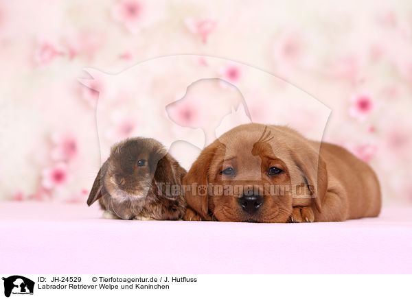 Labrador Retriever Welpe und Kaninchen / JH-24529