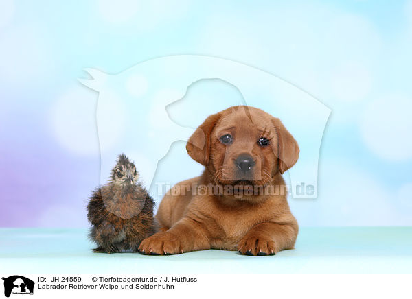 Labrador Retriever Welpe und Seidenhuhn / Labrador Retriever puppy and silky chicken / JH-24559