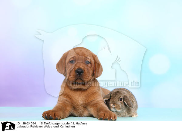 Labrador Retriever Welpe und Kaninchen / JH-24594
