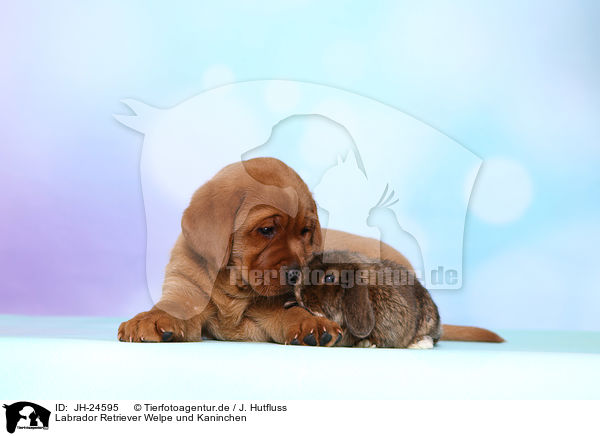 Labrador Retriever Welpe und Kaninchen / JH-24595