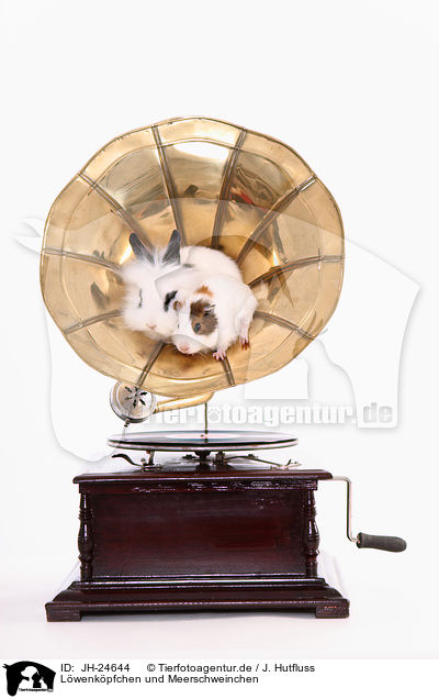 Lwenkpfchen und Meerschweinchen / lion-headed rabbit and guinea pig / JH-24644