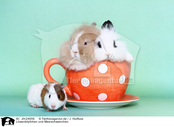 Lwenkpfchen und Meerschweinchen / lion-headed rabbits and guinea pig / JH-24659
