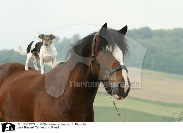 Jack Russell Terrier und Pferd / IP-03278