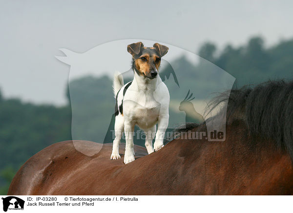 Jack Russell Terrier und Pferd / IP-03280