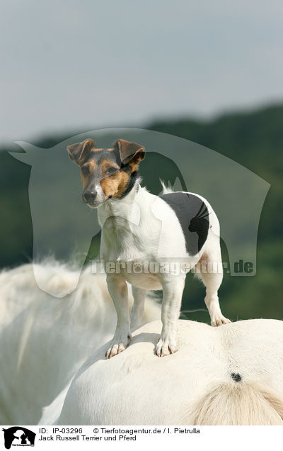 Jack Russell Terrier und Pferd / IP-03296
