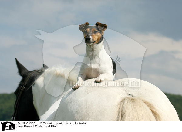 Jack Russell Terrier und Pferd / IP-03300