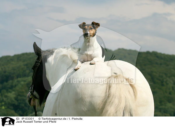 Jack Russell Terrier und Pferd / IP-03301