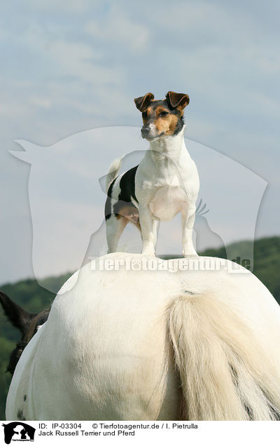 Jack Russell Terrier und Pferd / IP-03304