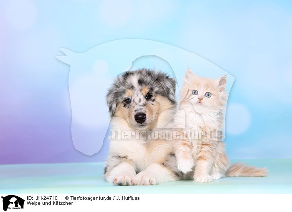 Welpe und Ktzchen / Puppy and kitten / JH-24710