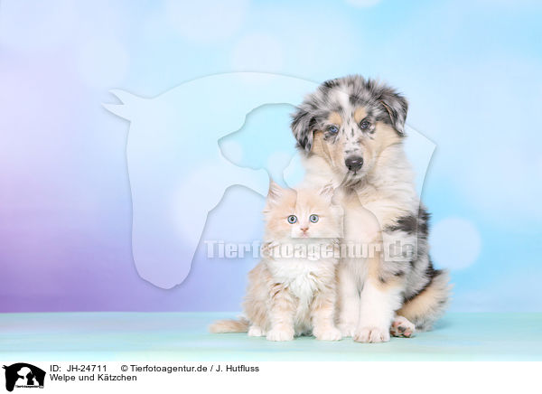 Welpe und Ktzchen / Puppy and kitten / JH-24711