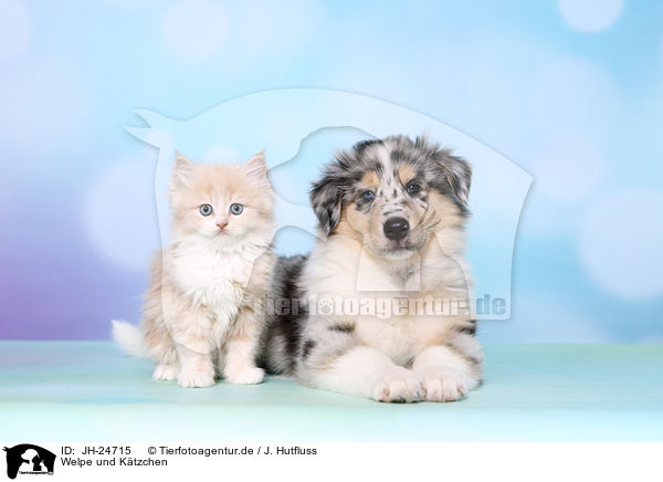 Welpe und Ktzchen / Puppy and kitten / JH-24715