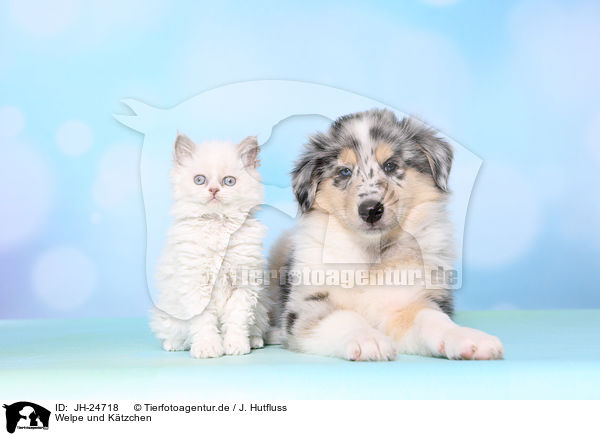 Welpe und Ktzchen / Puppy and kitten / JH-24718