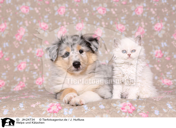 Welpe und Ktzchen / Puppy and kitten / JH-24734