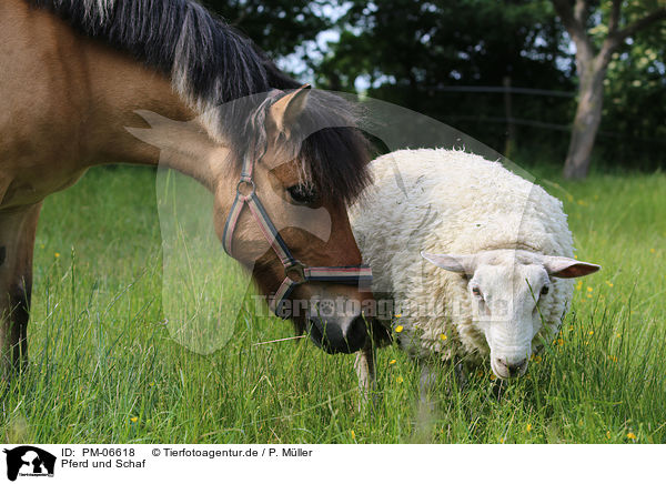 Pferd und Schaf / PM-06618