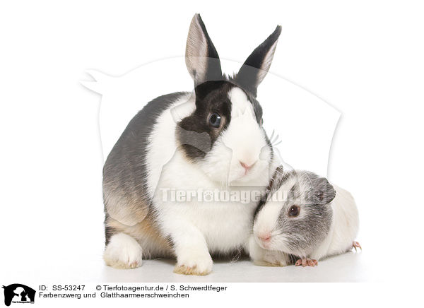 Farbenzwerg und  Glatthaarmeerschweinchen / Netherland Dwarf and Smooth-haired Guinea Pig / SS-53247