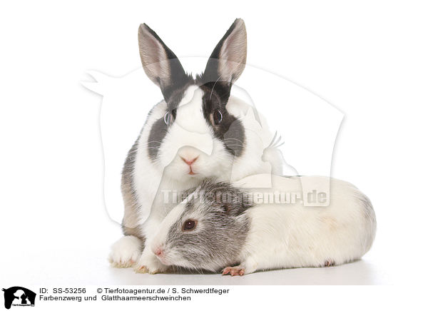 Farbenzwerg und  Glatthaarmeerschweinchen / Netherland Dwarf and Smooth-haired Guinea Pig / SS-53256