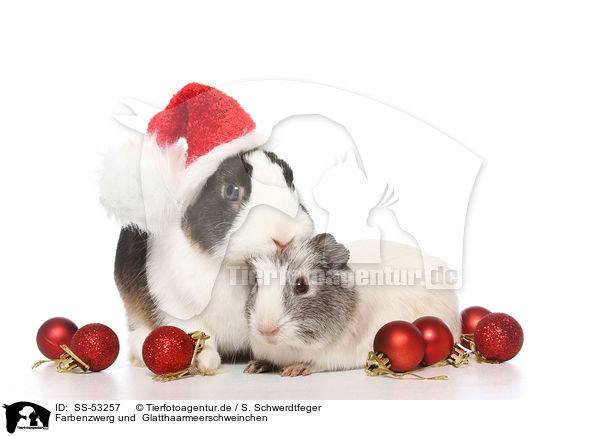 Farbenzwerg und  Glatthaarmeerschweinchen / Netherland Dwarf and Smooth-haired Guinea Pig / SS-53257