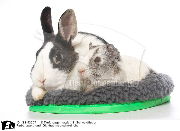 Farbenzwerg und  Glatthaarmeerschweinchen / Netherland Dwarf and Smooth-haired Guinea Pig / SS-53267