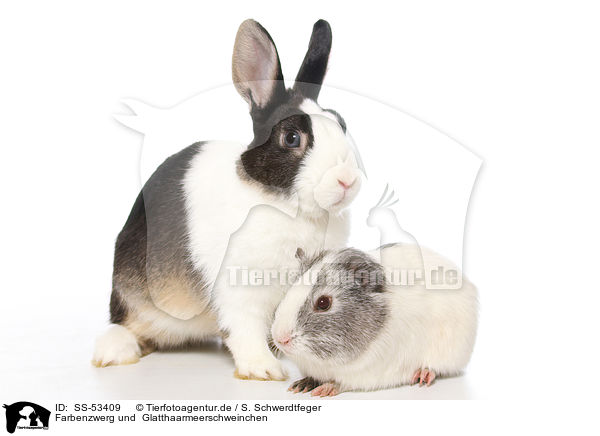 Farbenzwerg und  Glatthaarmeerschweinchen / Netherland Dwarf and Smooth-haired Guinea Pig / SS-53409