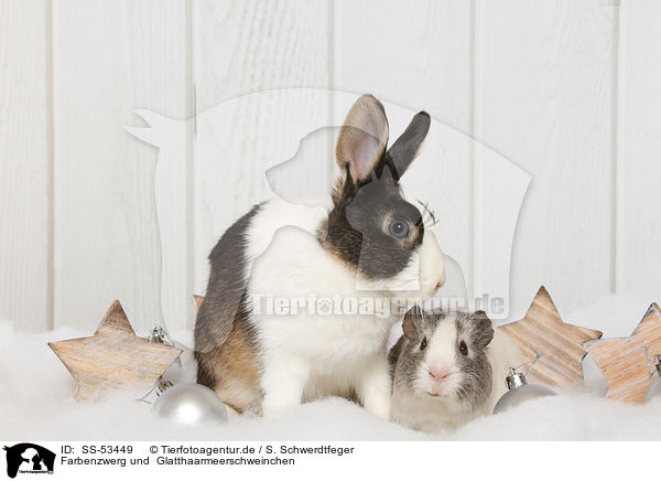 Farbenzwerg und  Glatthaarmeerschweinchen / Netherland Dwarf and Smooth-haired Guinea Pig / SS-53449