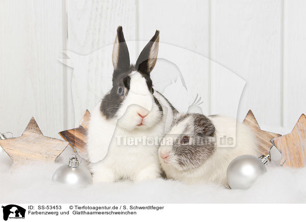 Farbenzwerg und  Glatthaarmeerschweinchen / Netherland Dwarf and Smooth-haired Guinea Pig / SS-53453