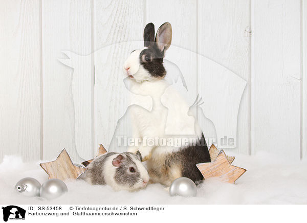 Farbenzwerg und  Glatthaarmeerschweinchen / Netherland Dwarf and Smooth-haired Guinea Pig / SS-53458